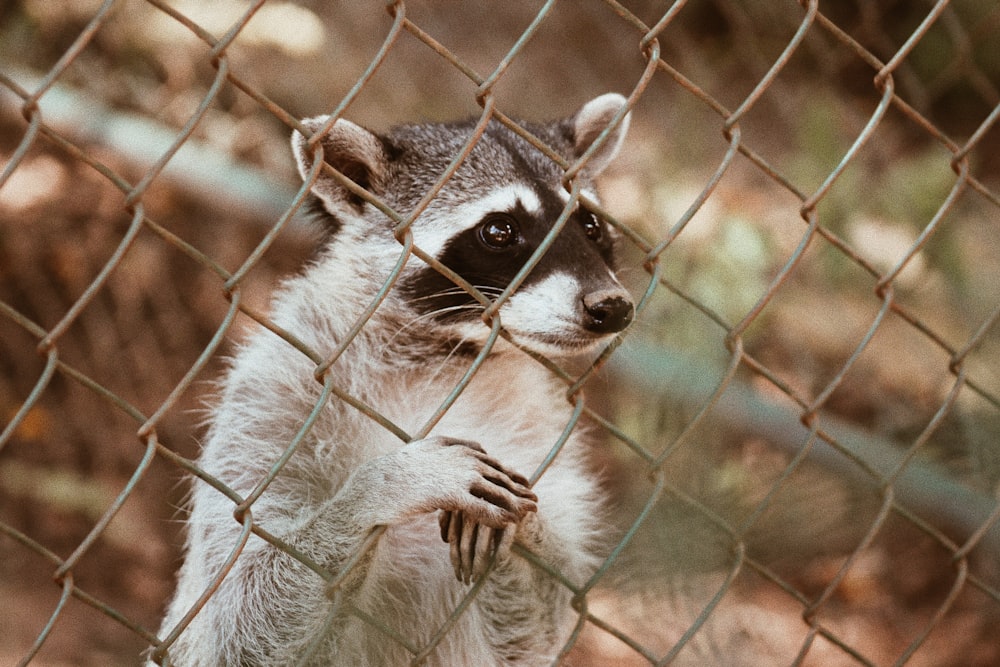 a raccoon standing on its hind legs behind a fence