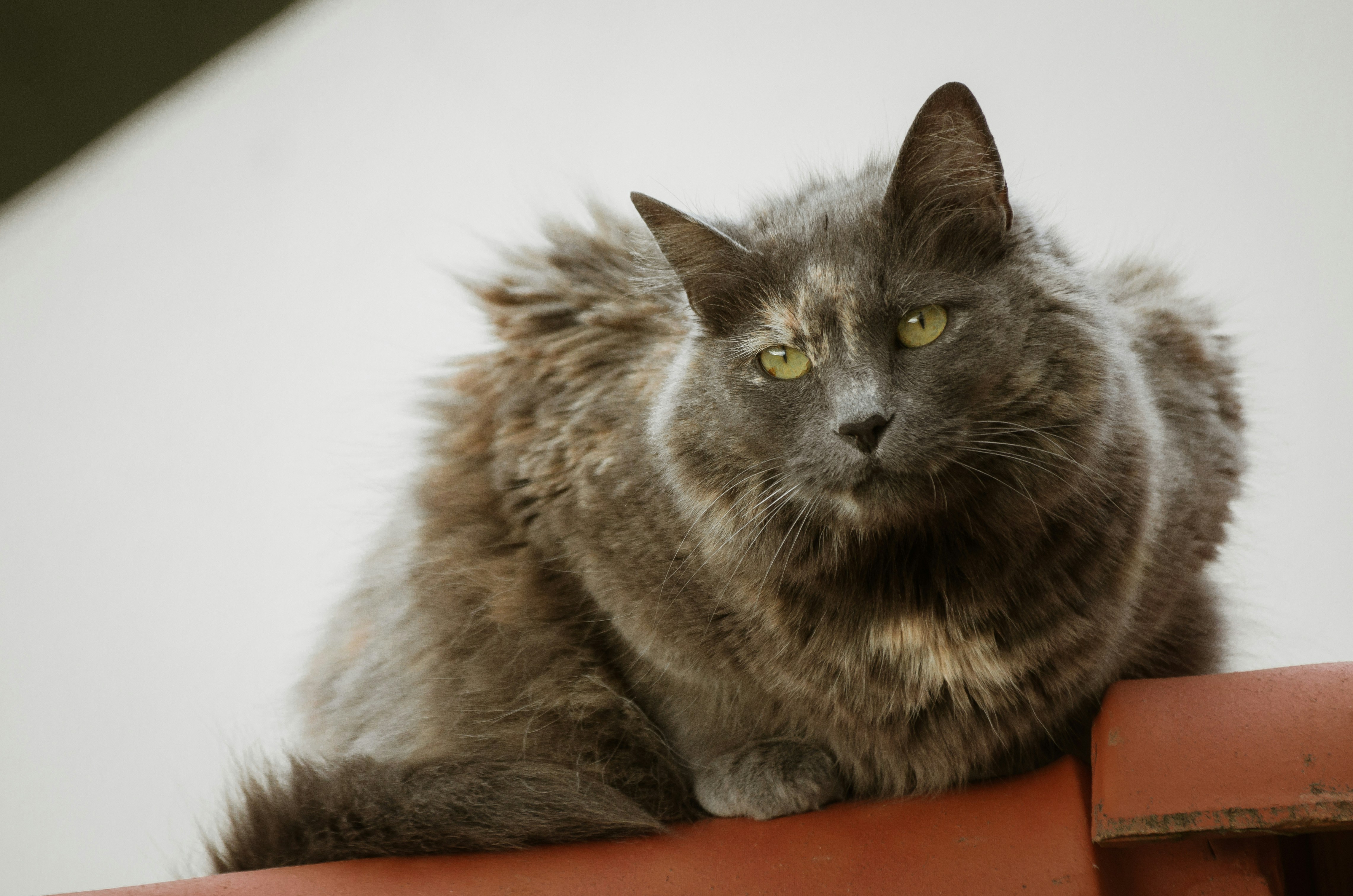 seekor kucing abu-abu duduk di atas atap merah
