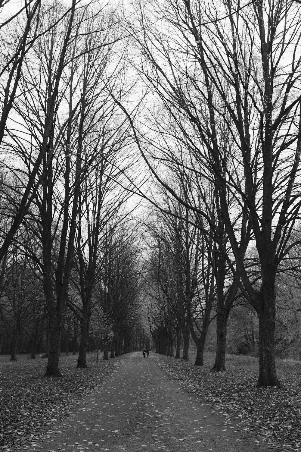 a black and white photo of a tree lined path