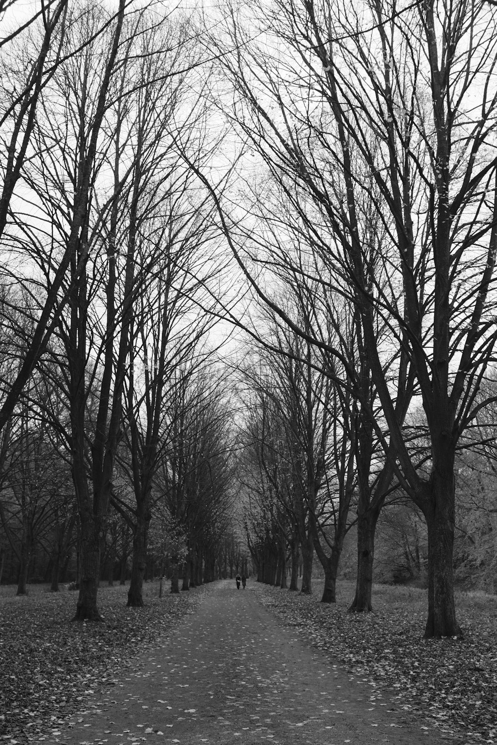 uma foto em preto e branco de um caminho arborizado