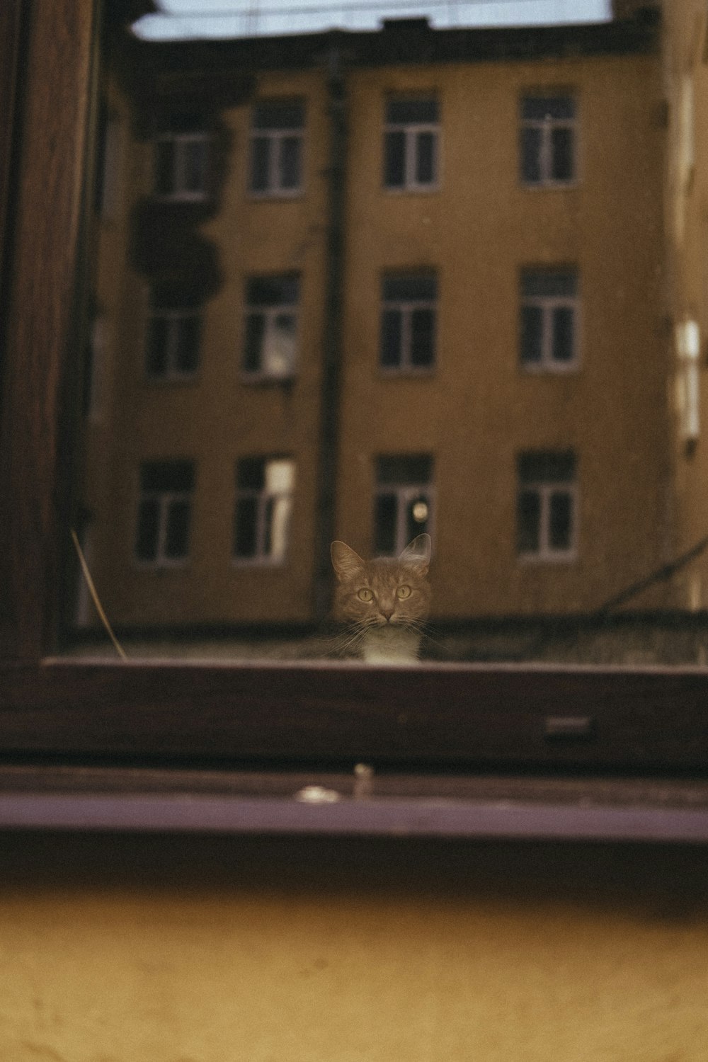 a cat looking out of a window at a building