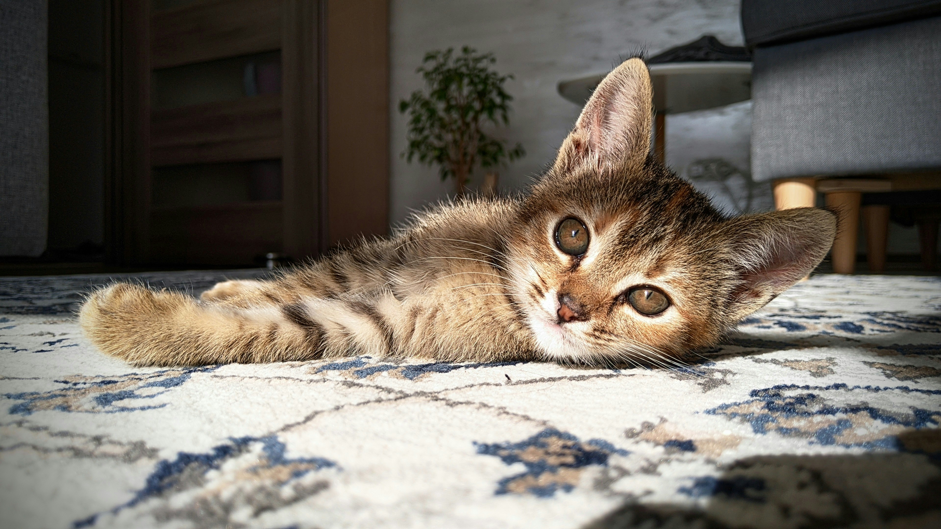 Reducing Cortisol, the Stress Hormone (image credits: unsplash)