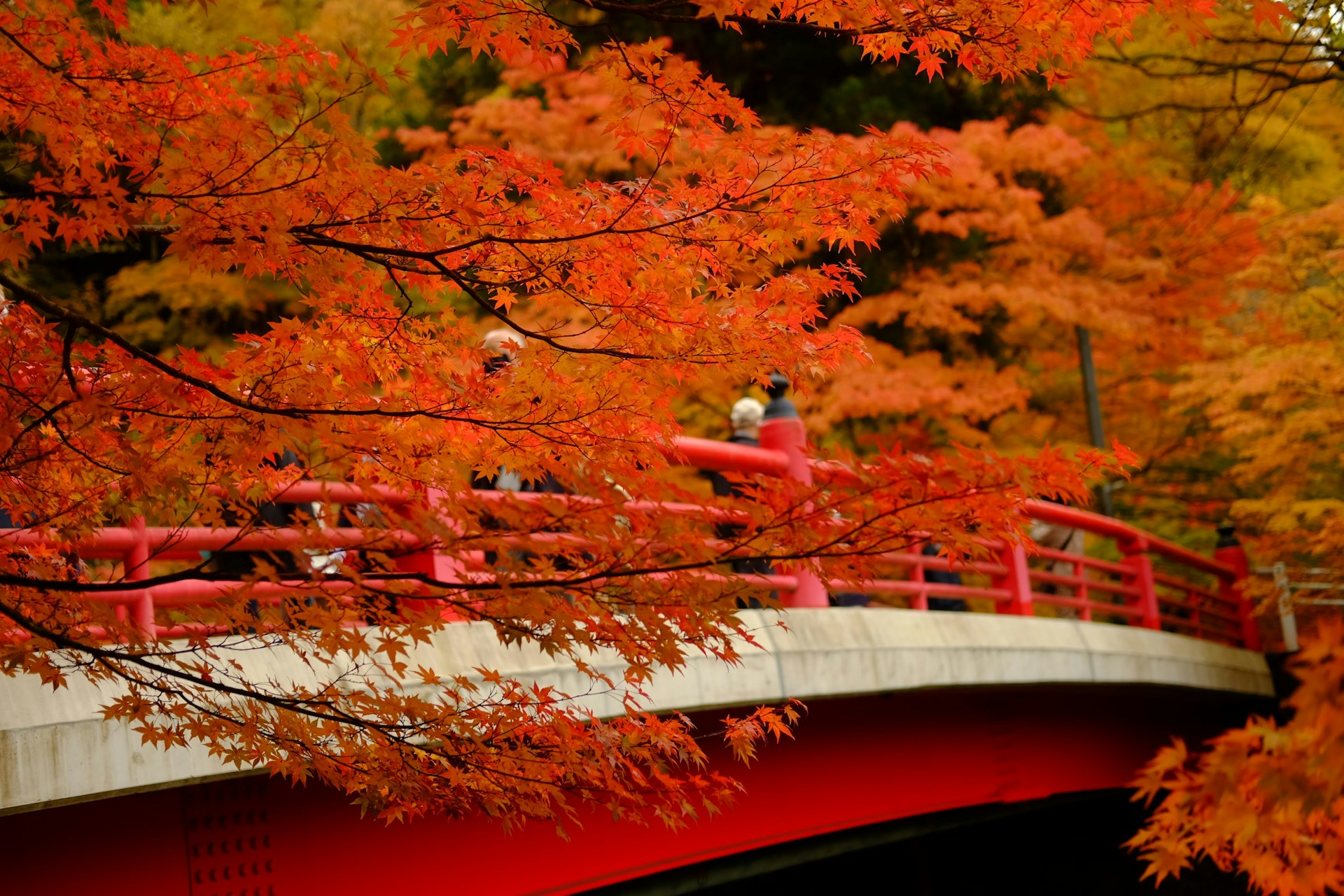 a red bridge over a river surrounded by trees