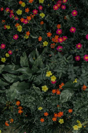 A lush, blooming flower bed with a variety of textures and colors.