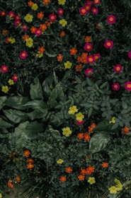 Close-up of colorful flowers in a well-maintained garden bed.