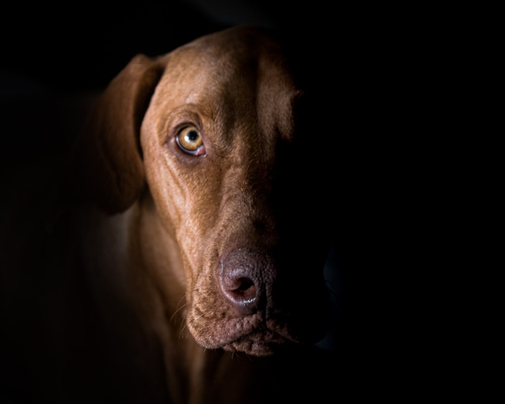 a close up of a dog's face in the dark