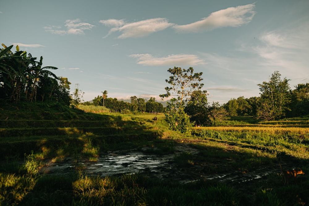 a small stream running through a lush green field