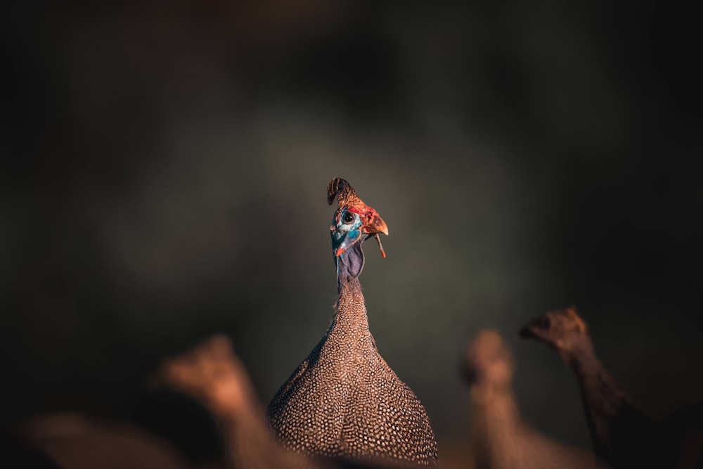 a person sitting on top of a large bird