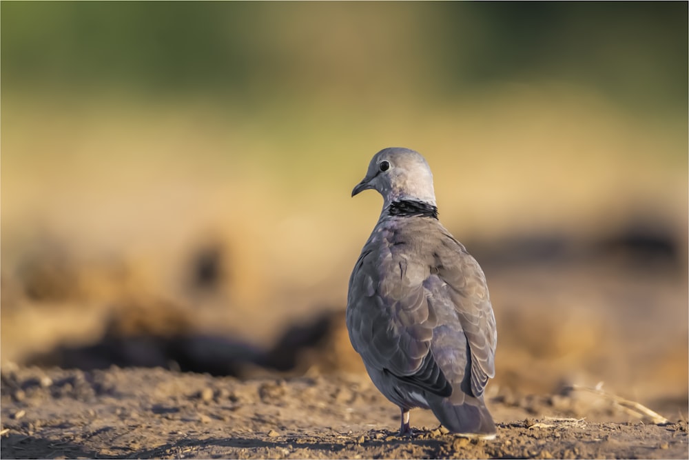 a bird standing on the ground in the dirt