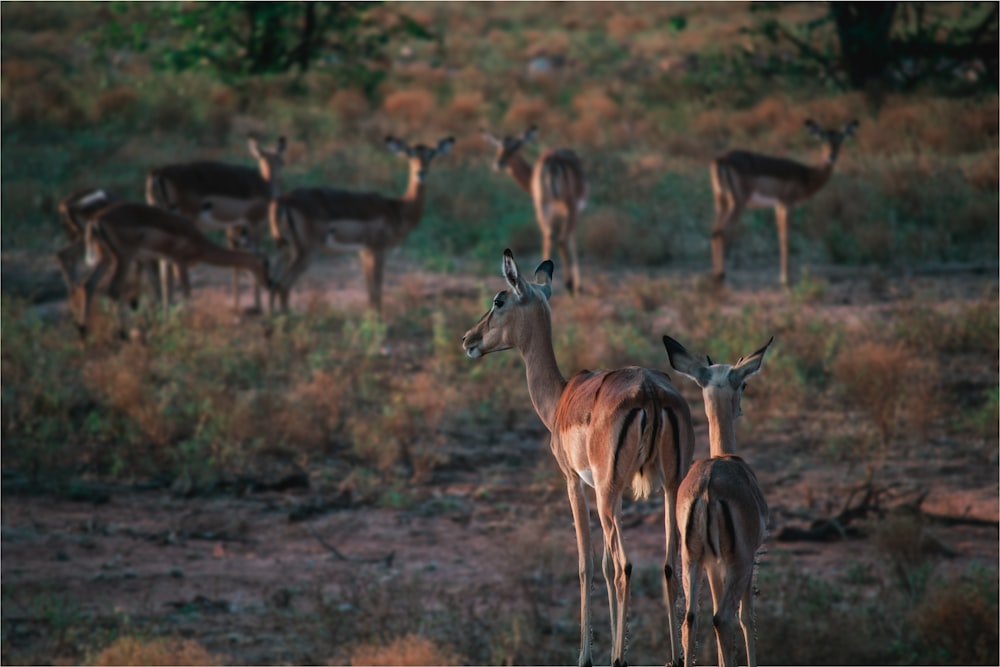 a herd of deer standing on top of a grass covered field