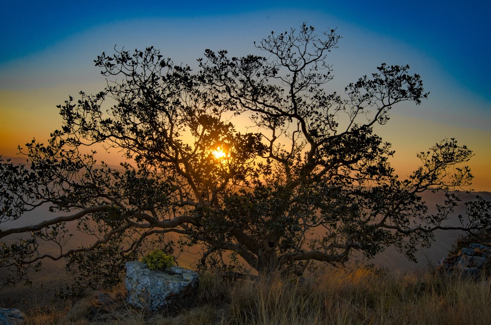 a tree with the sun setting in the background