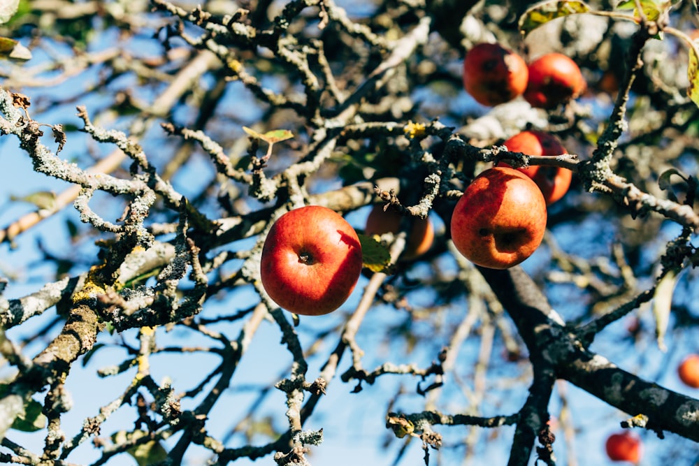 an apple tree filled with lots of ripe apples