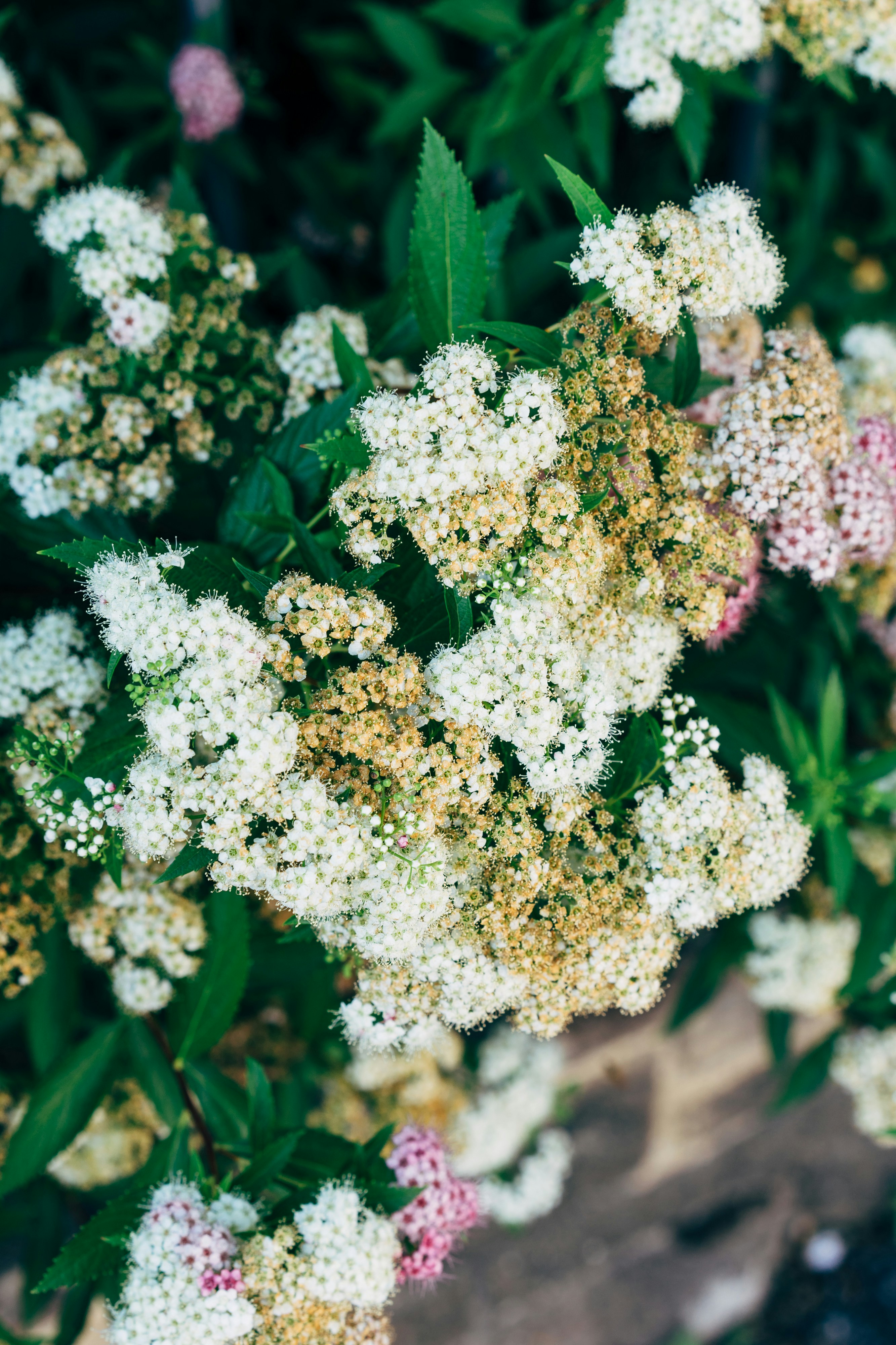 Photo by markuswinkler