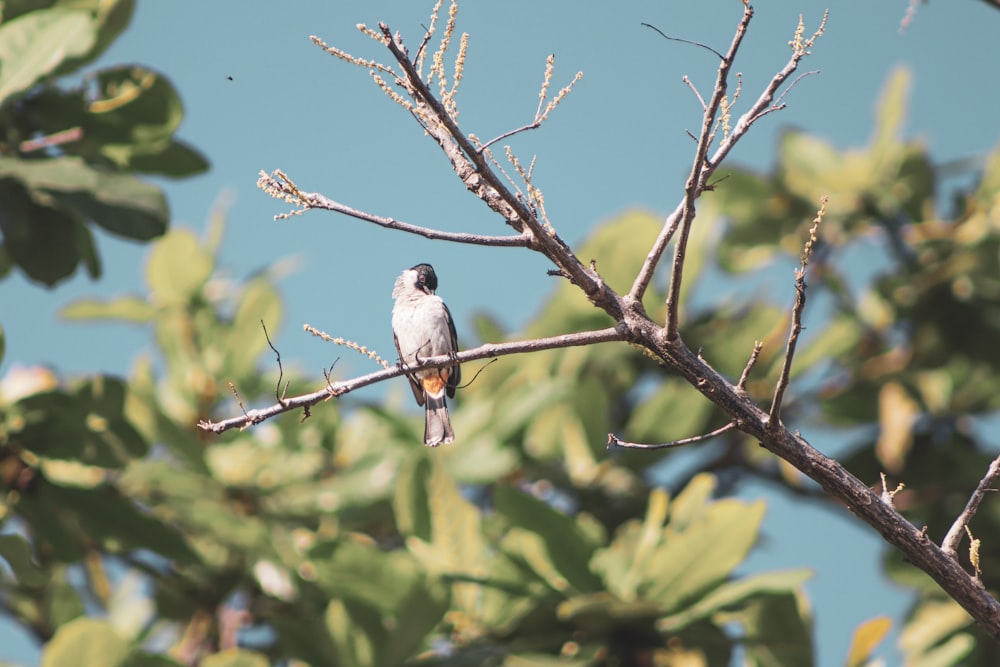 a small bird perched on a tree branch