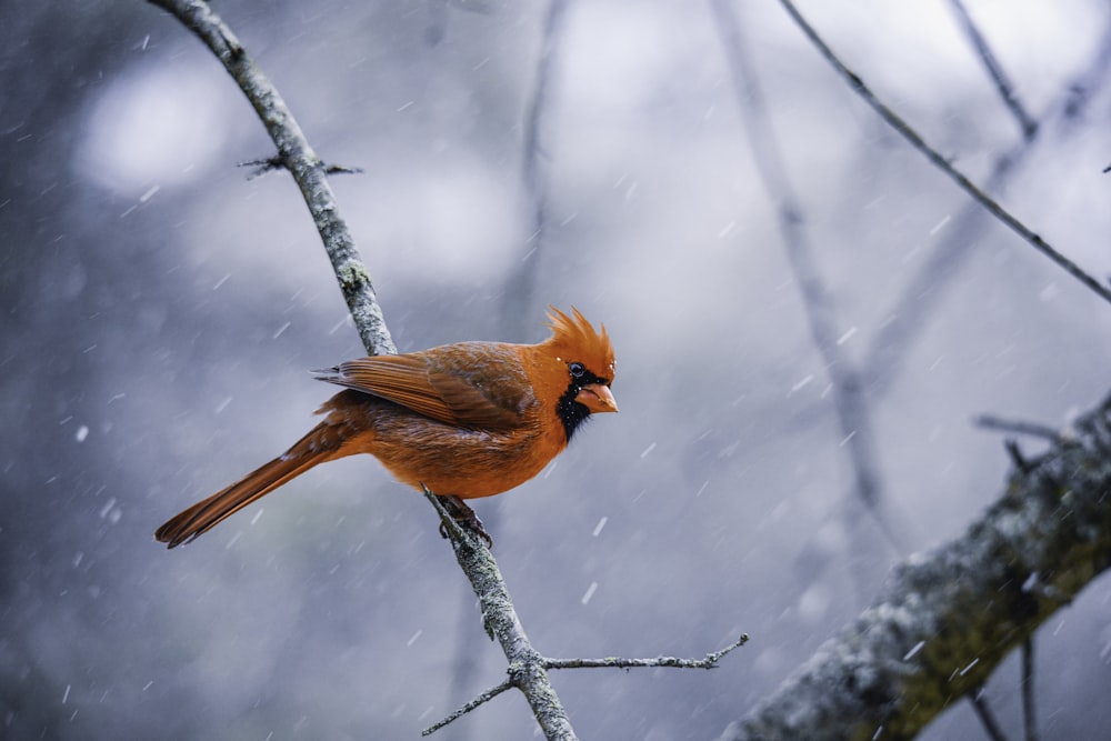 a red bird perched on a tree branch in the snow