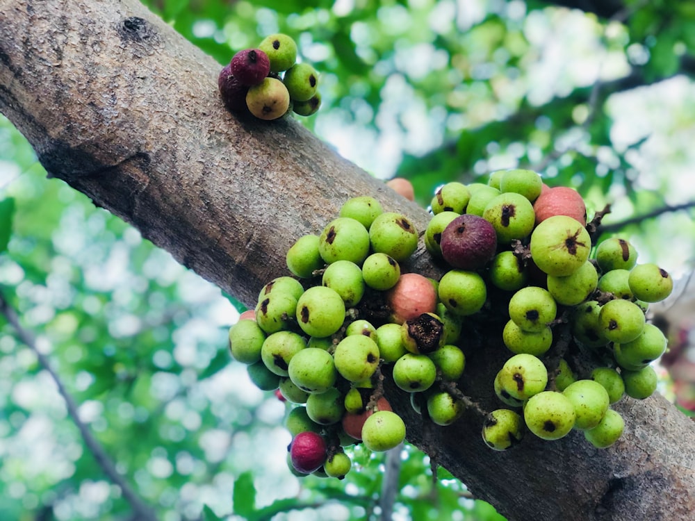 Un racimo de fruta está creciendo en un árbol