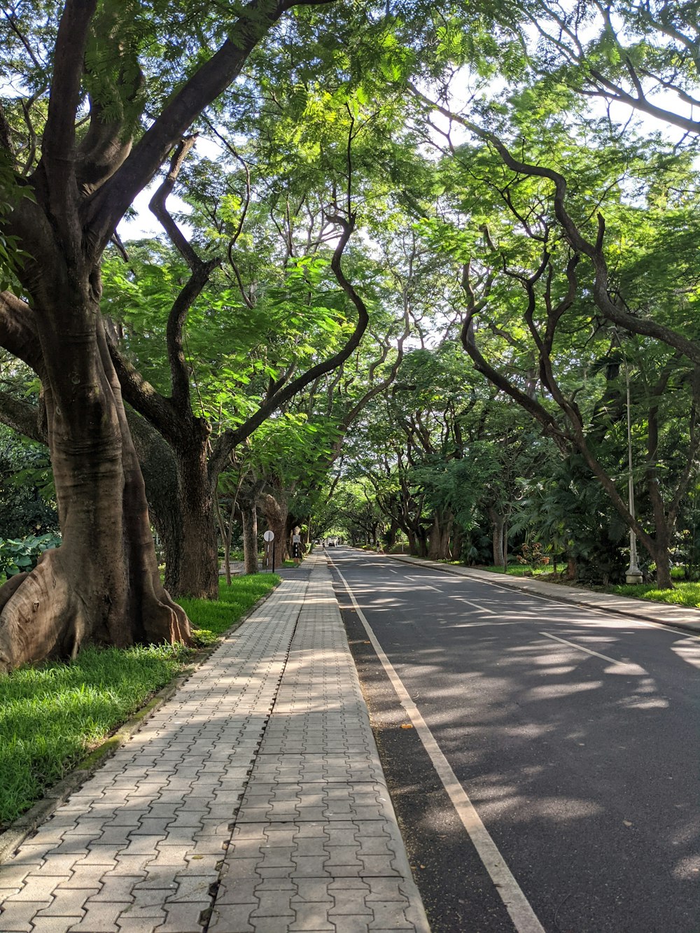 uma rua ladeada de árvores e grama ao lado de uma calçada