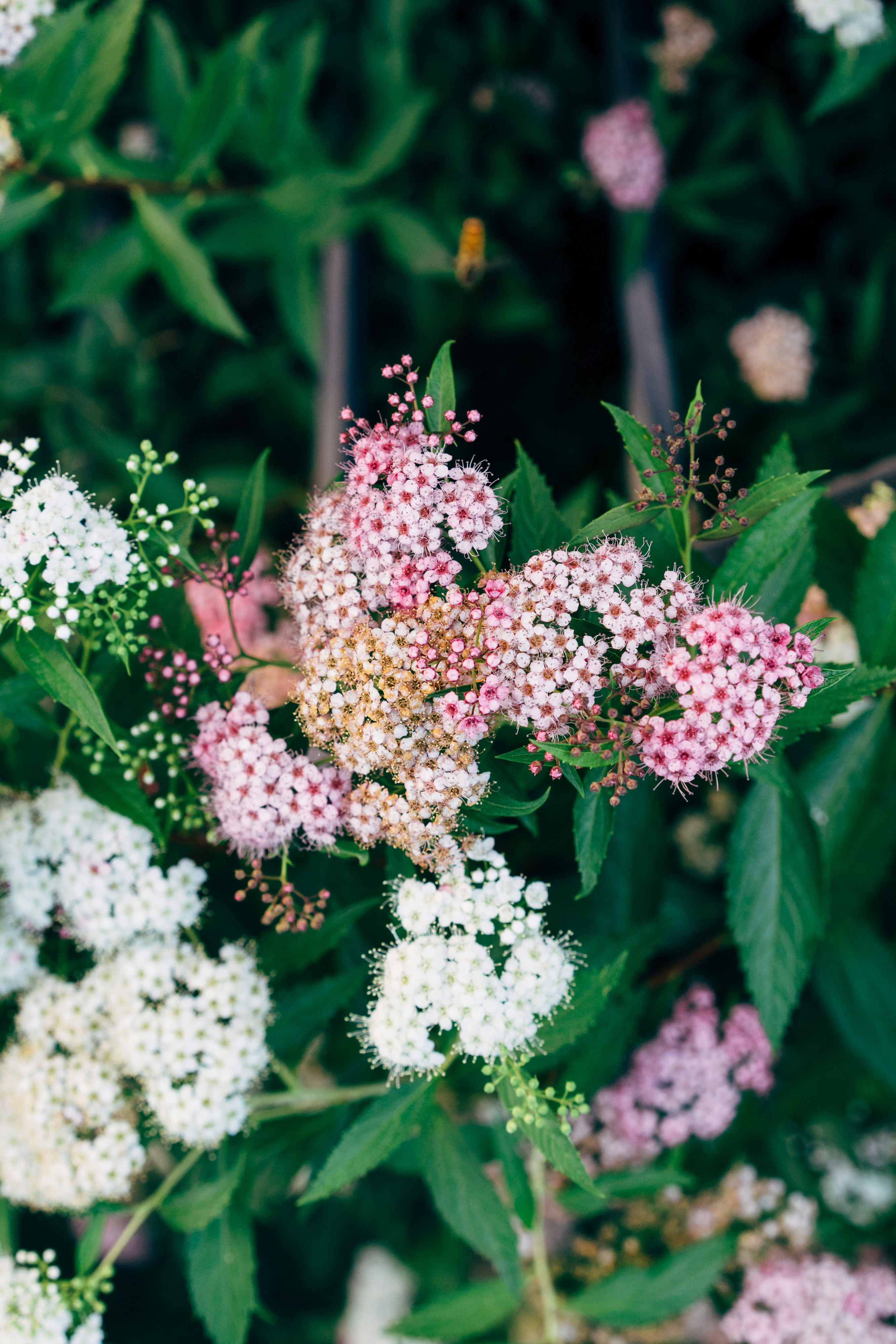 Photo by markuswinkler