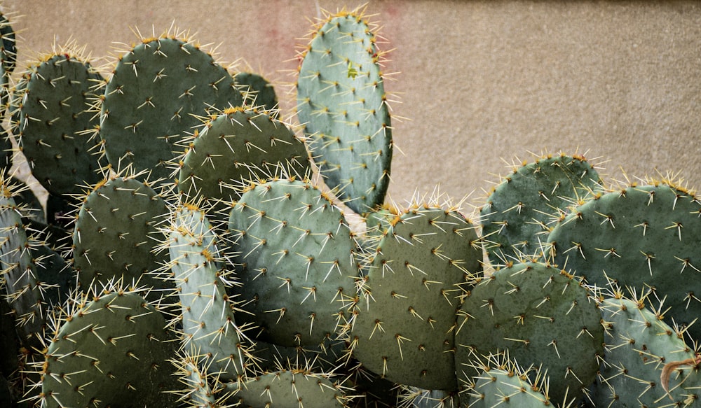 Un grupo de plantas de cactus verdes junto a una pared