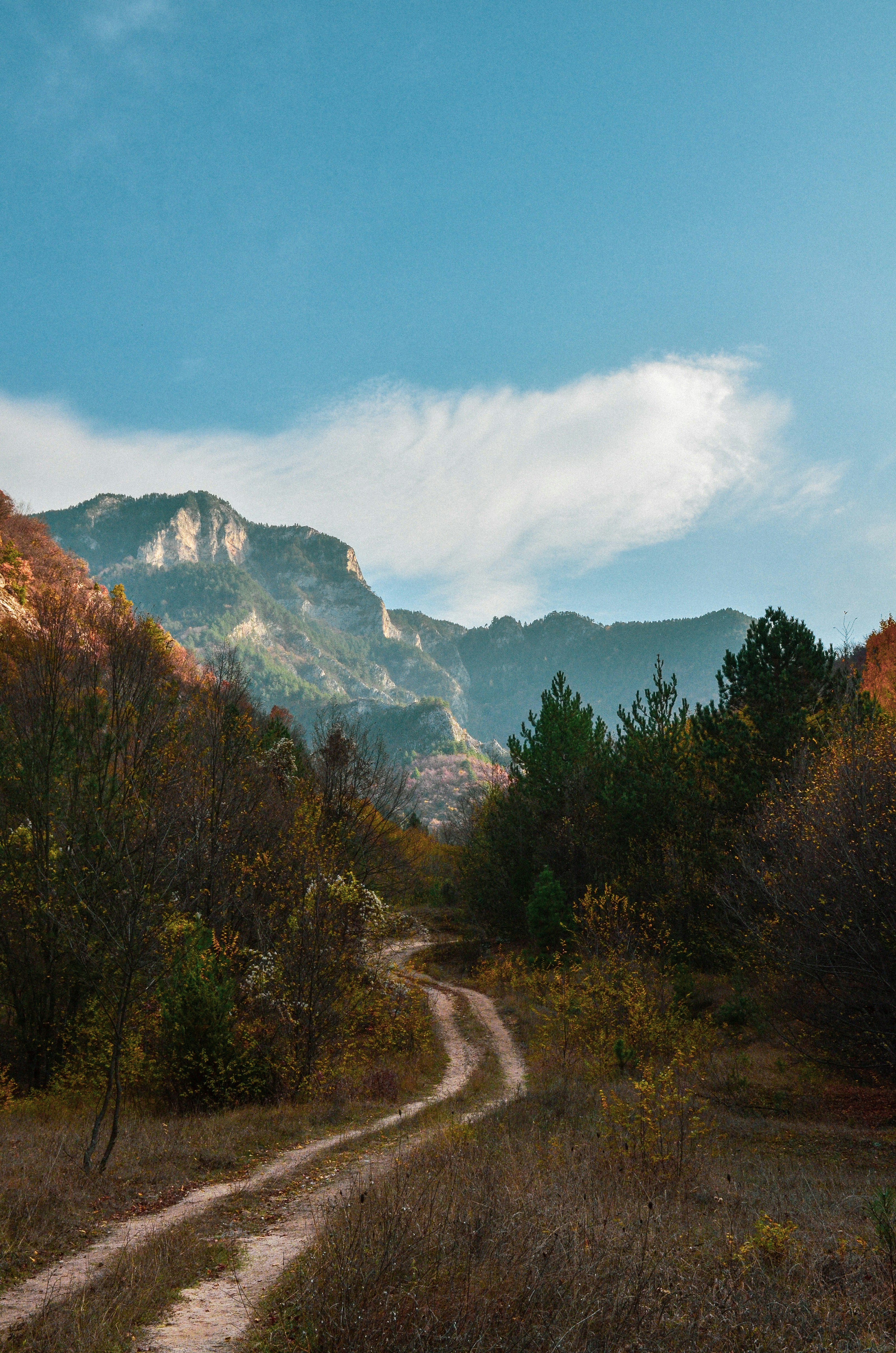 Un camino de tierra en medio de un bosque foto – Imagen de Nubes del ...