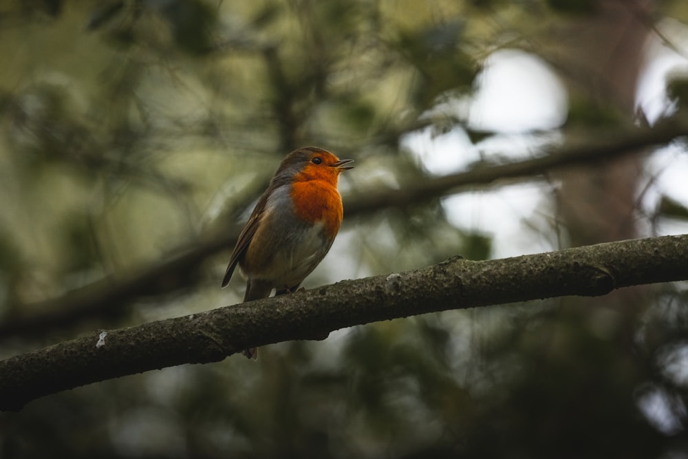 a small bird perched on a tree branch