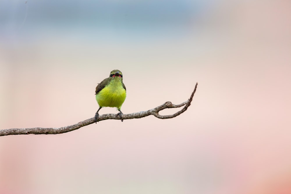 un petit oiseau vert assis au sommet d’une branche d’arbre