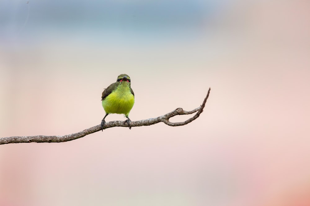 a small green bird sitting on top of a tree branch