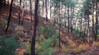 A serene forest with sunlight filtering through tall green trees, symbolizing growth and renewal.