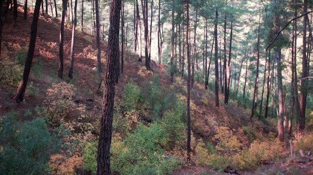A serene forest with sunlight filtering through the trees, symbolizing environmental care.