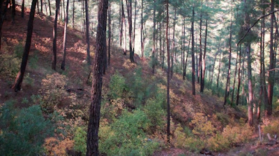 A serene green forest with sunlight filtering through the leaves, representing environmental harmony.