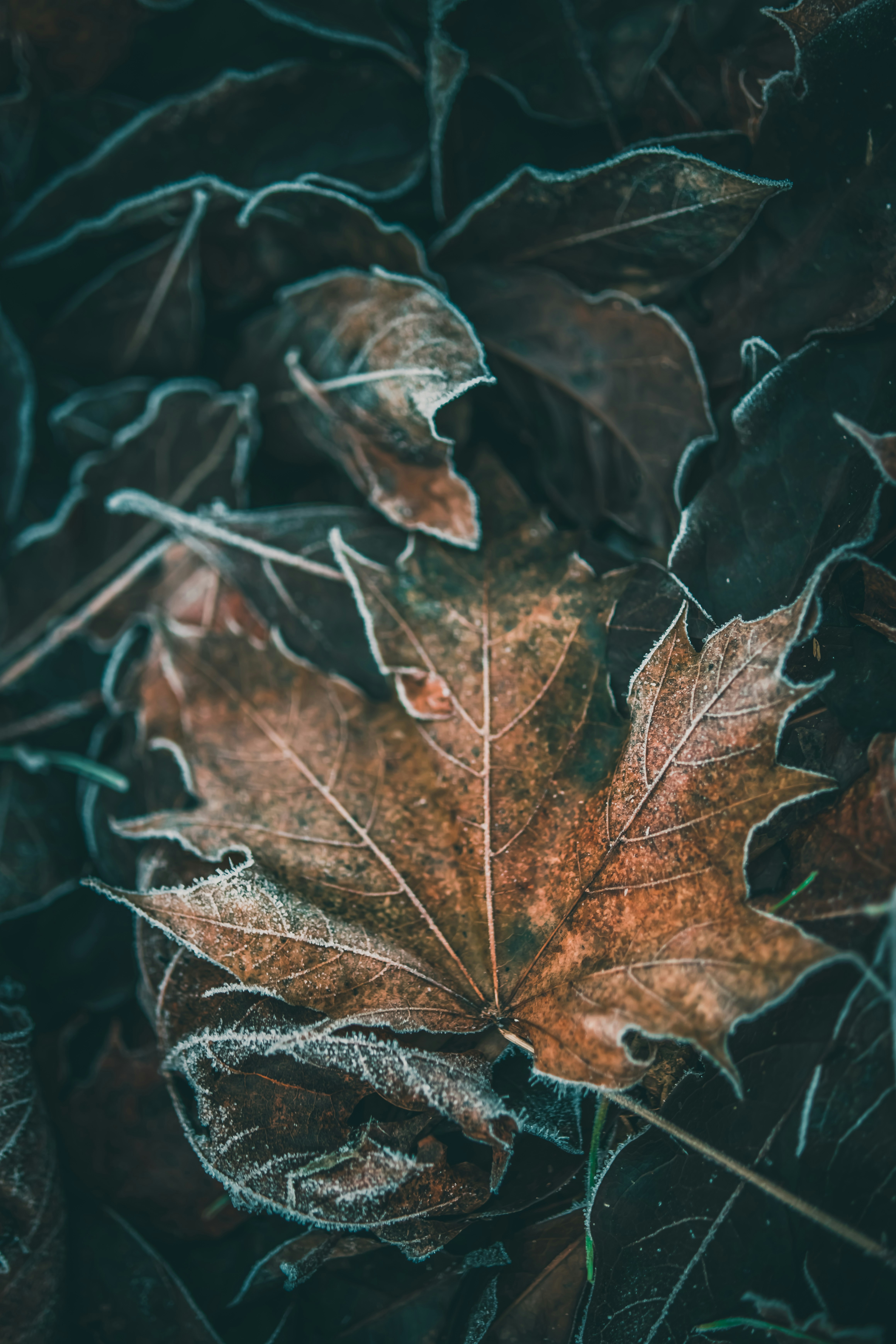 Photo by raimondklavins