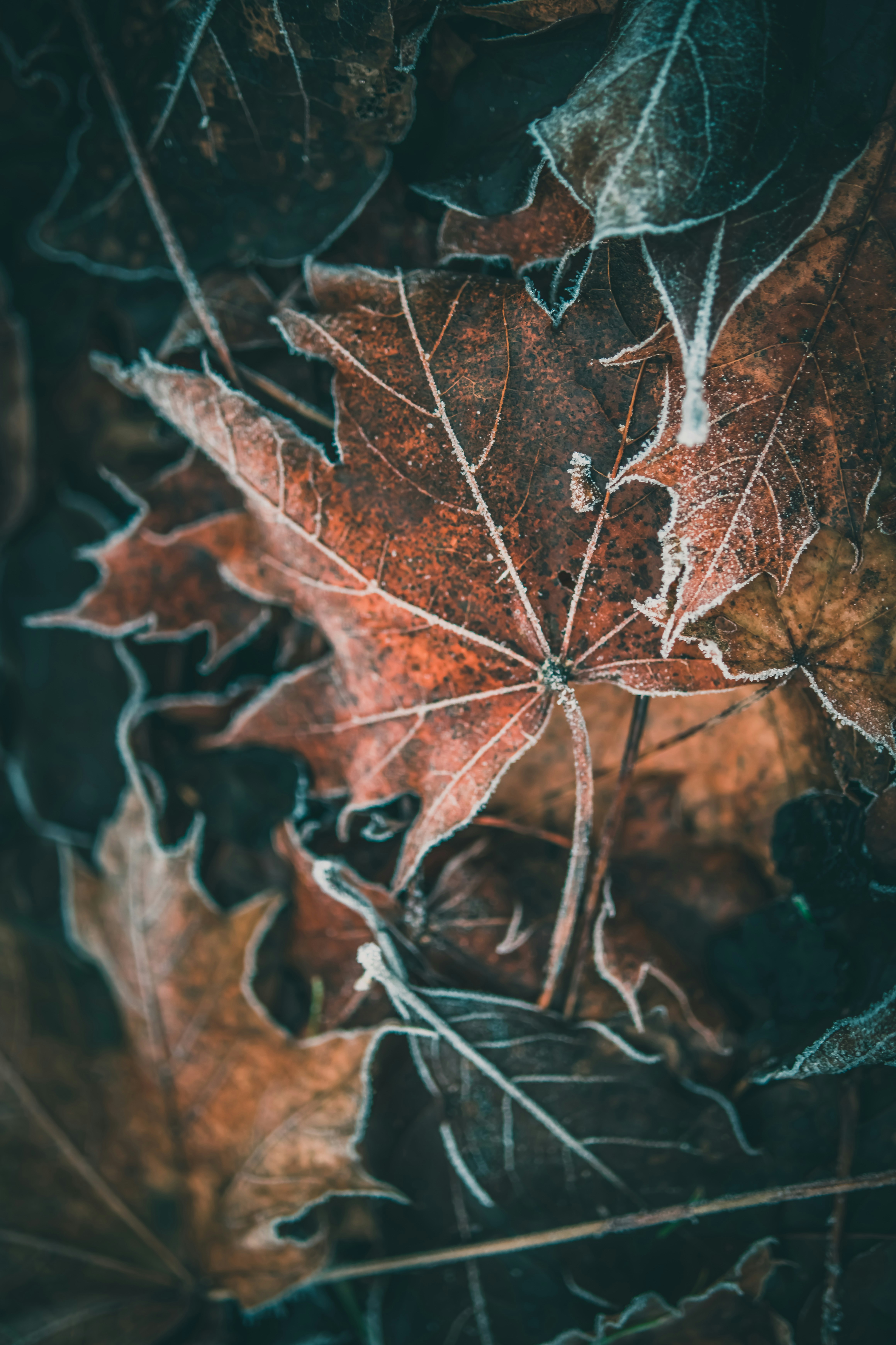 Photo by raimondklavins