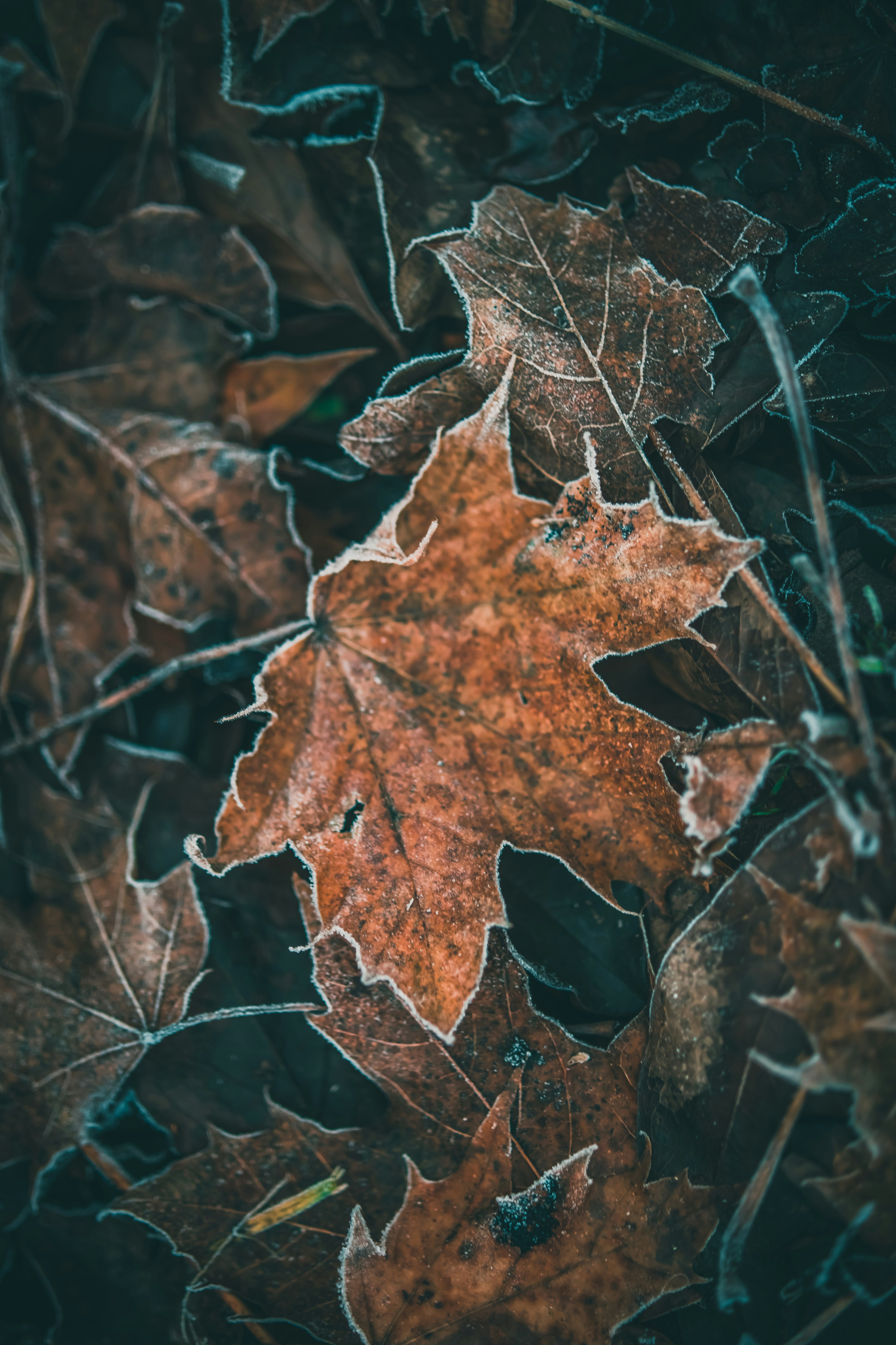 Photo by raimondklavins