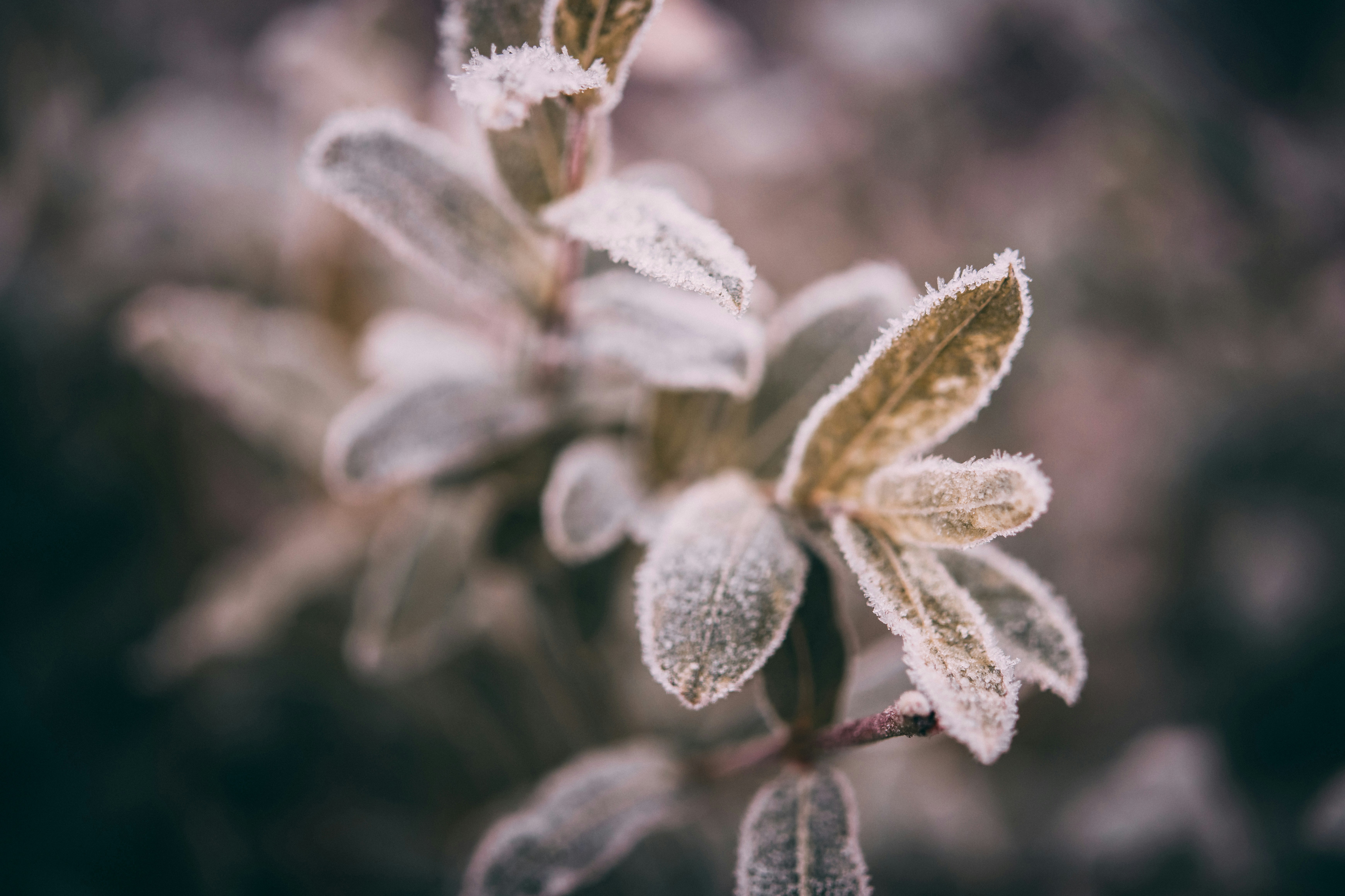 Photo by raimondklavins