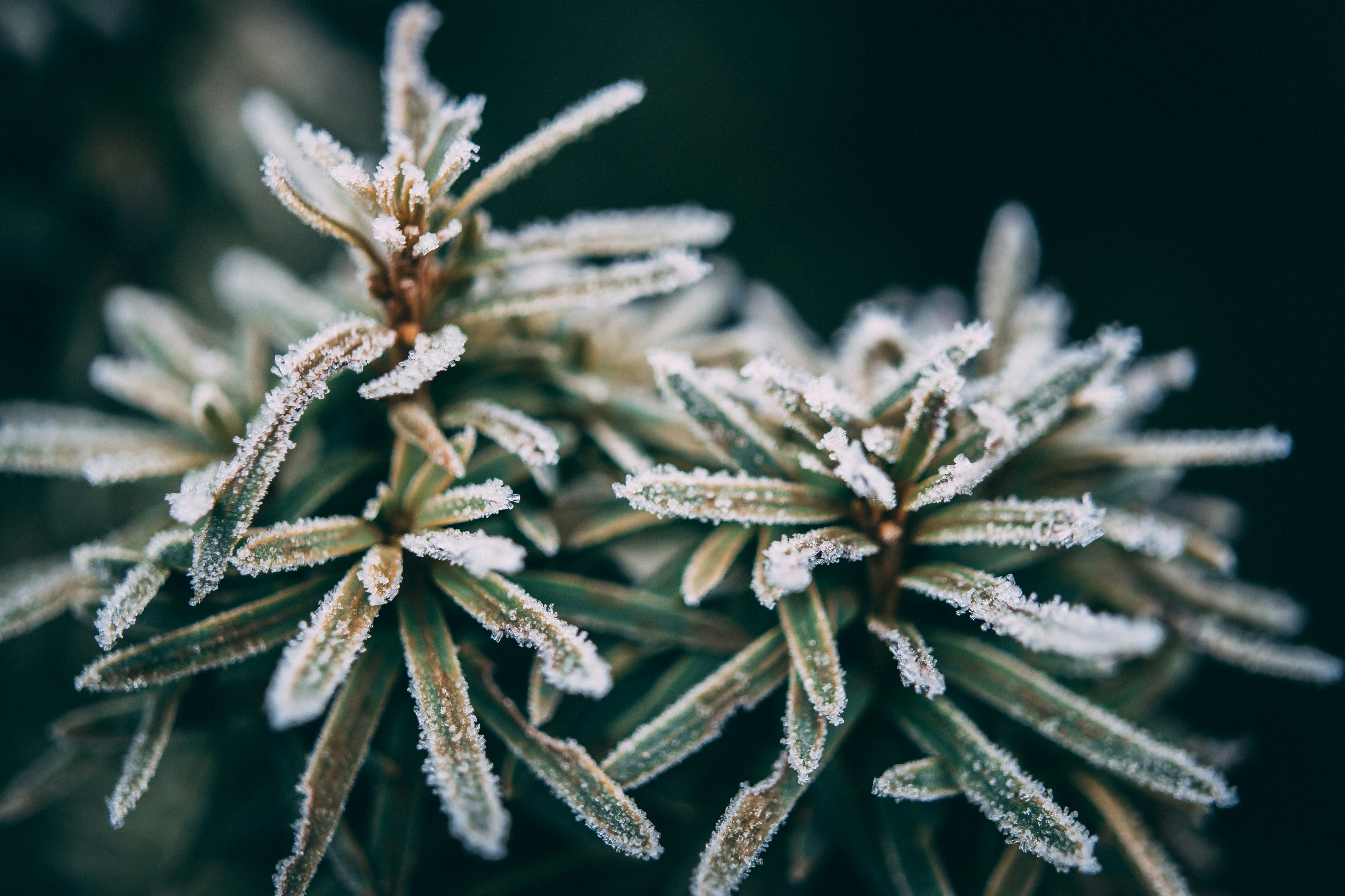 Photo by raimondklavins