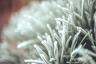Soft focus image of blades cutting through ice, with a backdrop of shimmering frost.