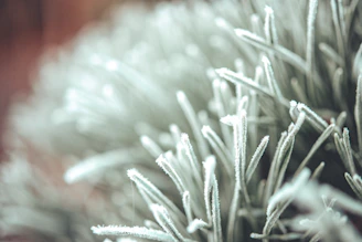 Soft focus image of blades cutting through ice, with a backdrop of shimmering frost.