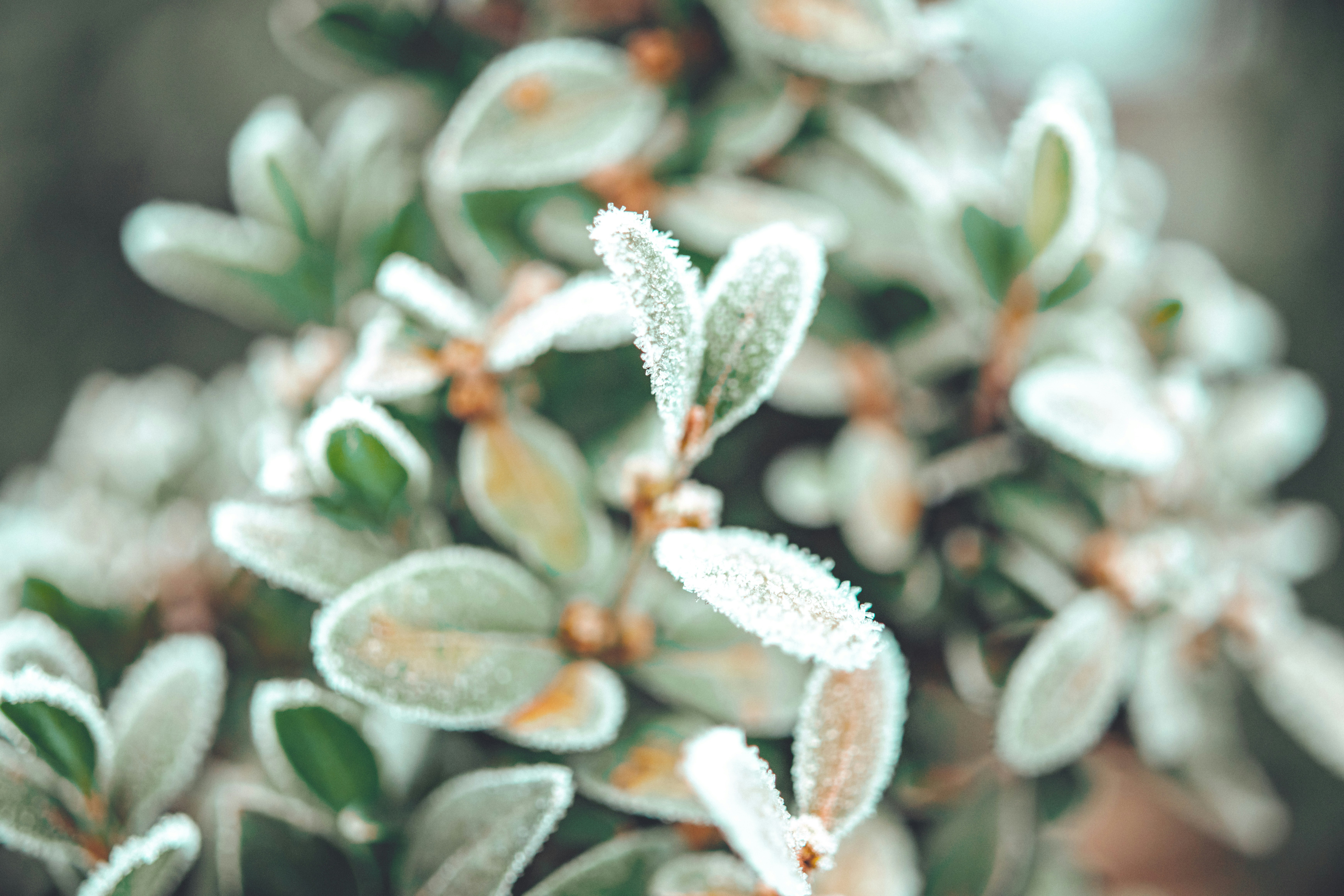 Frozen beauty. Snow falling at the trees branches