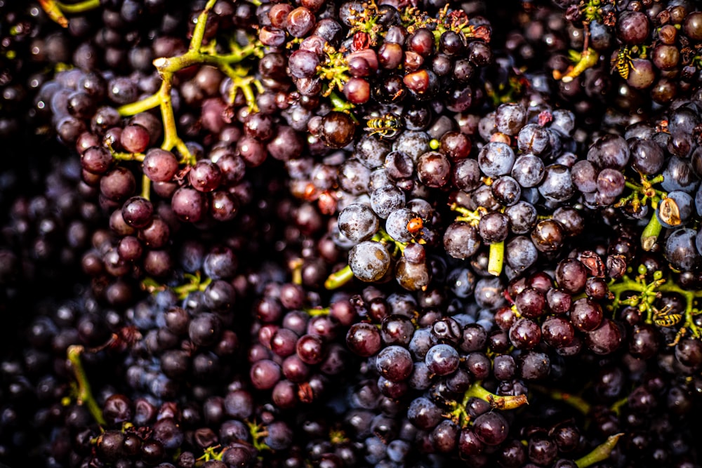 a bunch of grapes that are sitting on a table