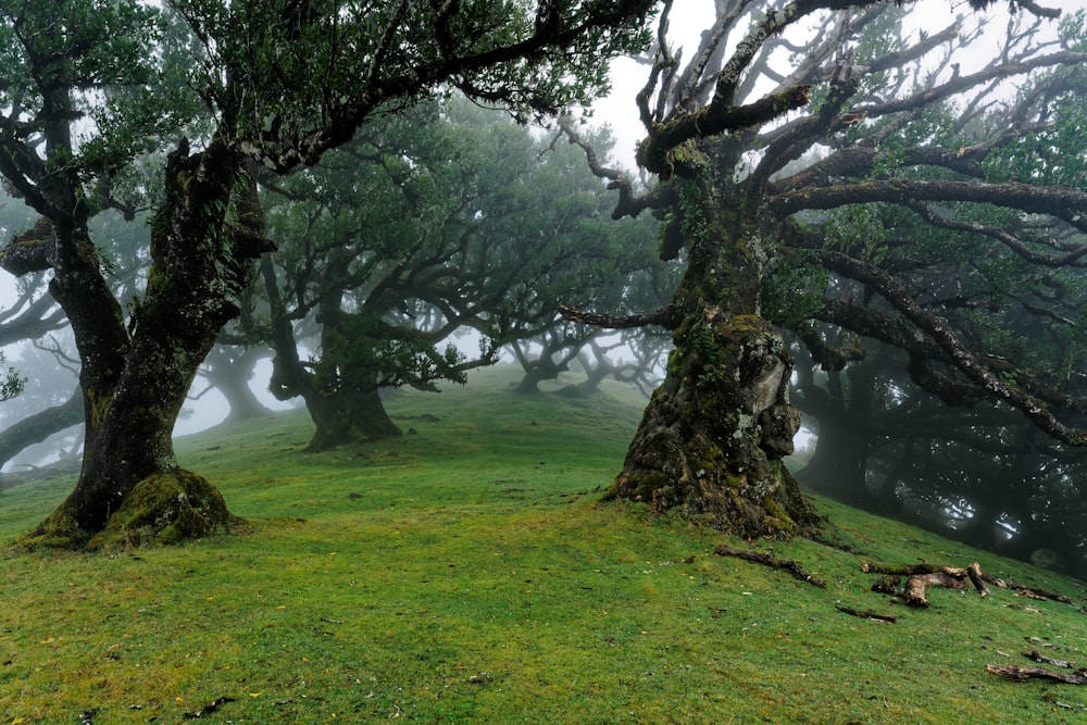 a group of trees that are in the grass