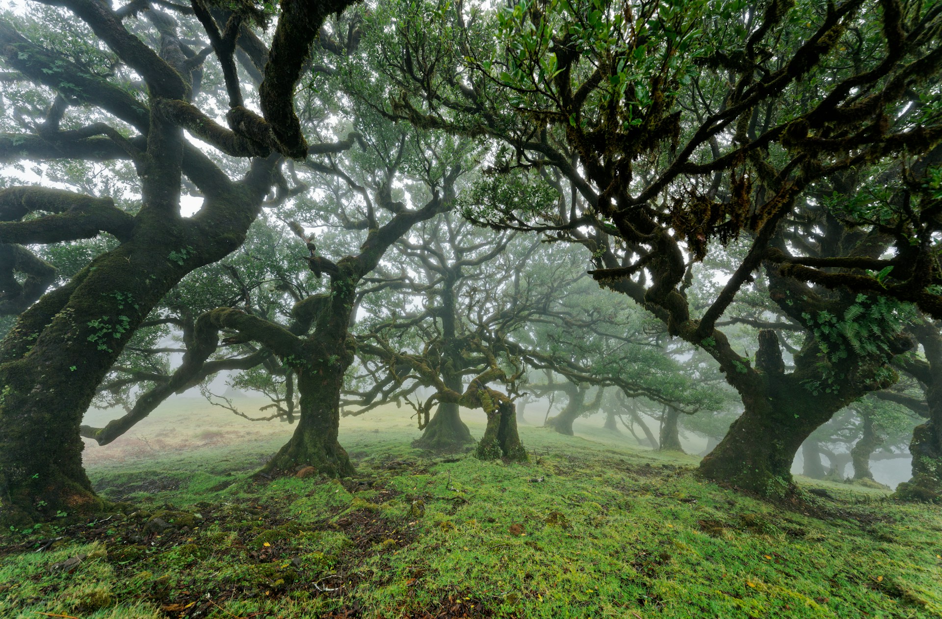 a group of trees that are in the grass