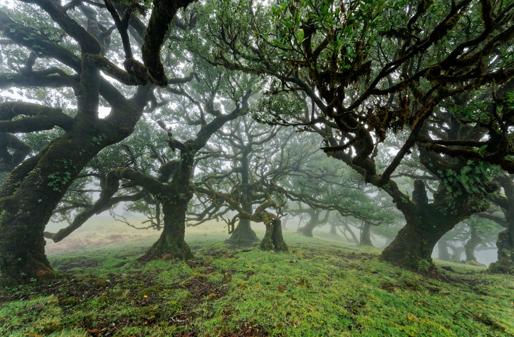 a group of trees that are in the grass