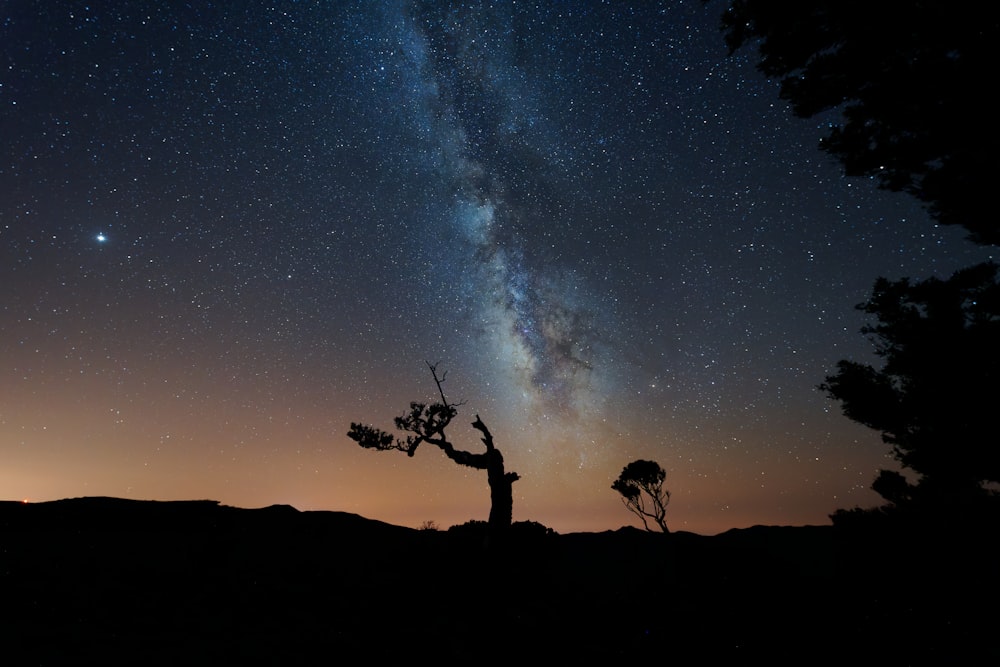 a tree with a sky full of stars in the background