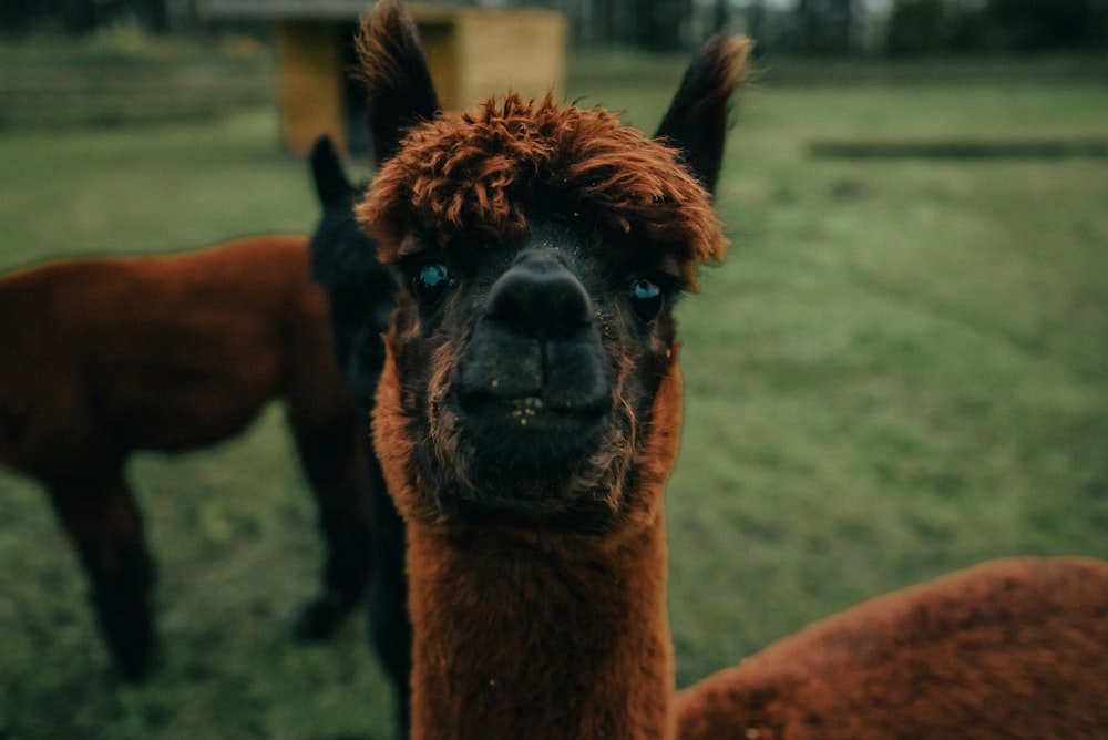 a close up of two llamas in a field