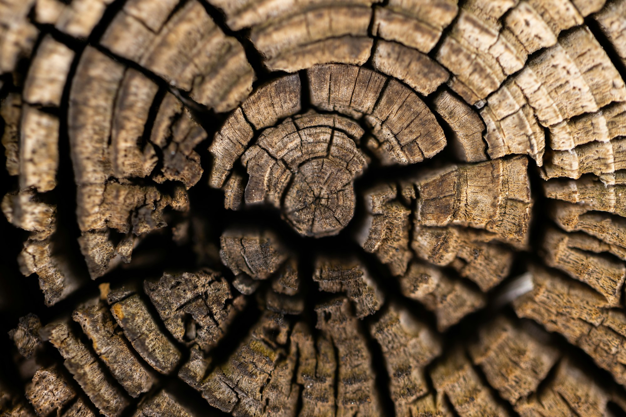 dried old tree trunk texture