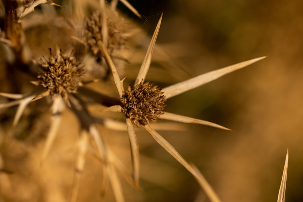 a close up of a plant with very little leaves