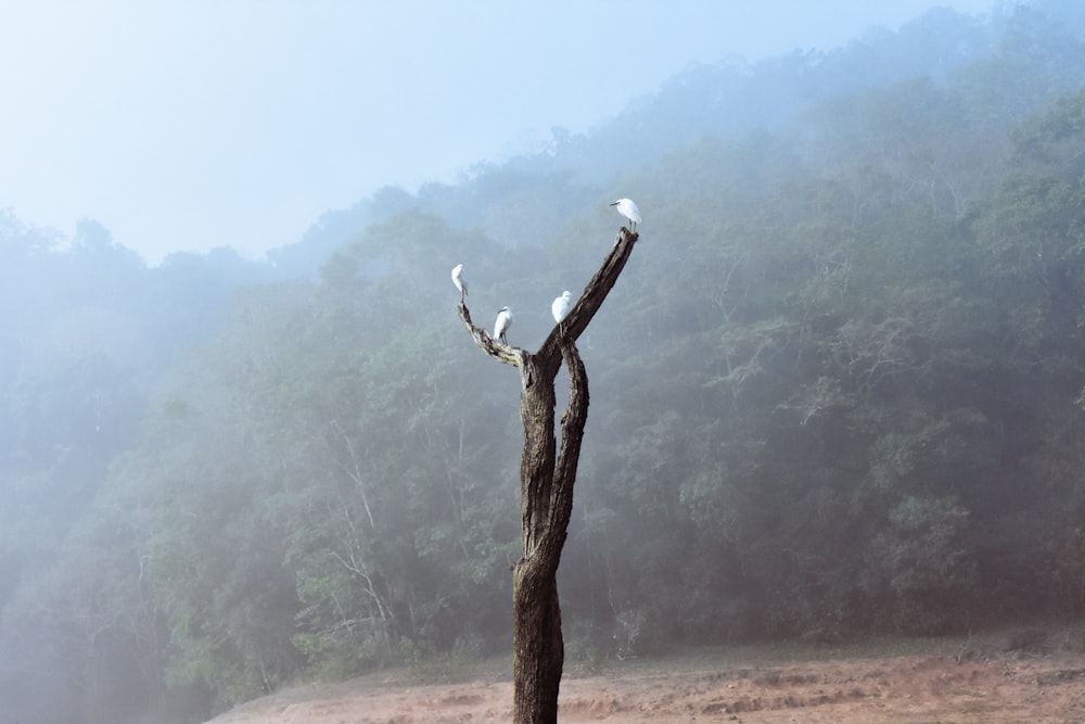 two birds perched on a dead tree in a field