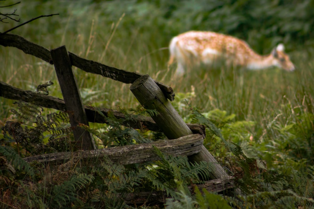 a deer standing in a field next to a wooden fence