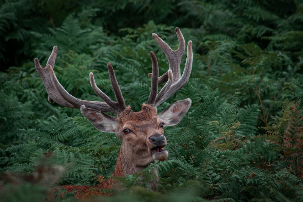a close up of a deer with antlers in a forest