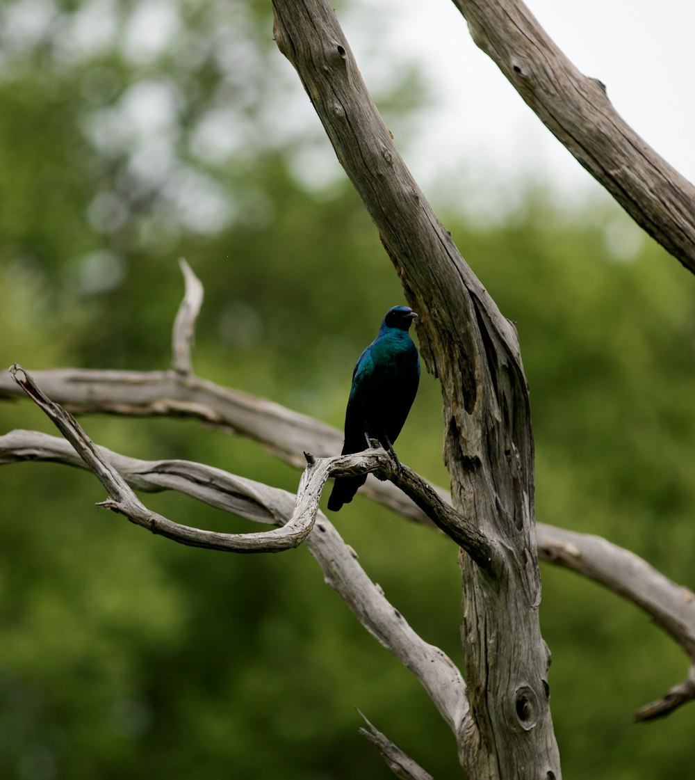 a blue bird sitting on top of a tree branch